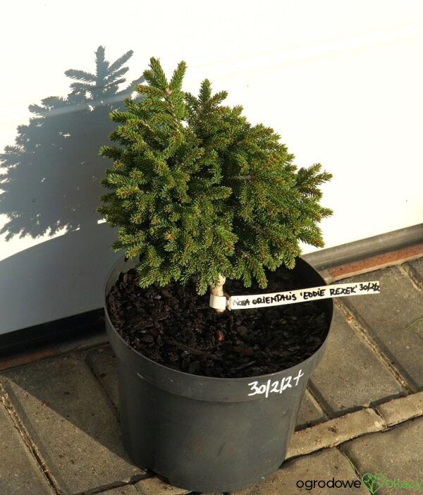 ŚWIERK KAUKASKI EDDIE REZEK Picea orientalis 'Eddie Rezek'