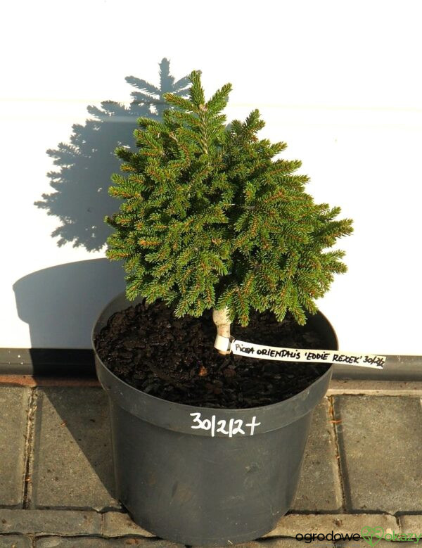 ŚWIERK KAUKASKI EDDIE REZEK Picea orientalis 'Eddie Rezek'