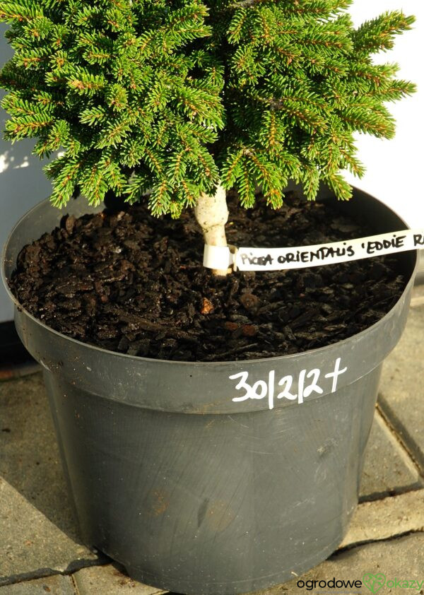 ŚWIERK KAUKASKI EDDIE REZEK Picea orientalis 'Eddie Rezek'