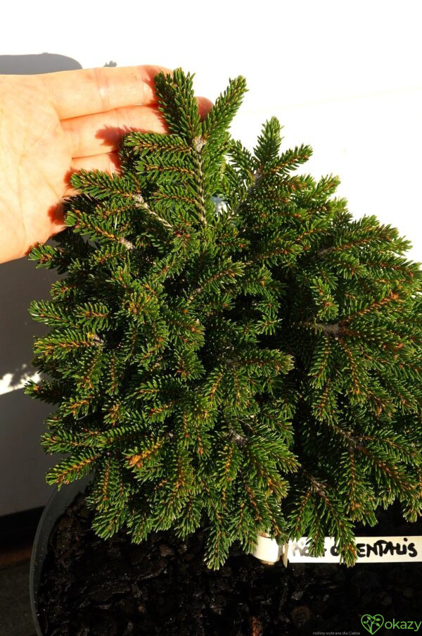 ŚWIERK KAUKASKI EDDIE REZEK Picea orientalis 'Eddie Rezek'