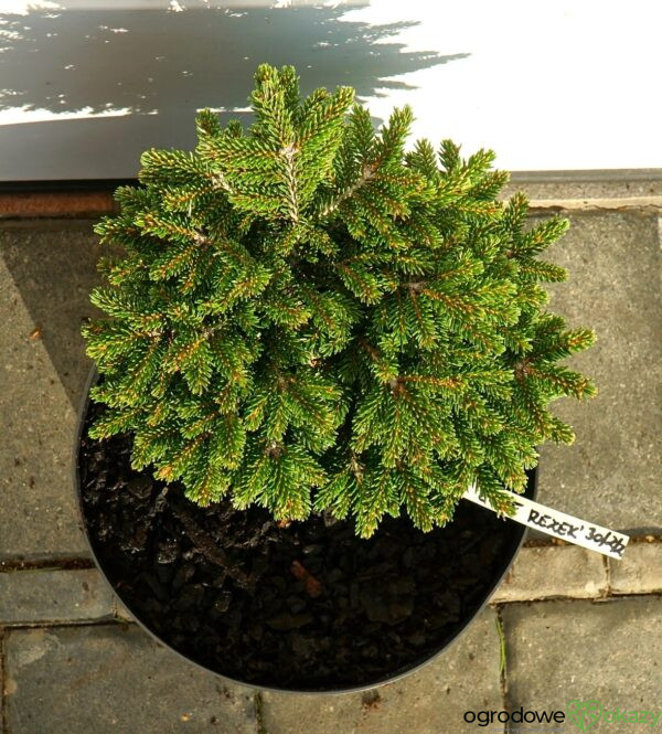 ŚWIERK KAUKASKI EDDIE REZEK Picea orientalis 'Eddie Rezek'