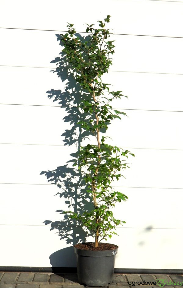 STEWARCJA KAMELIOWATA Stewartia pseudocamellia