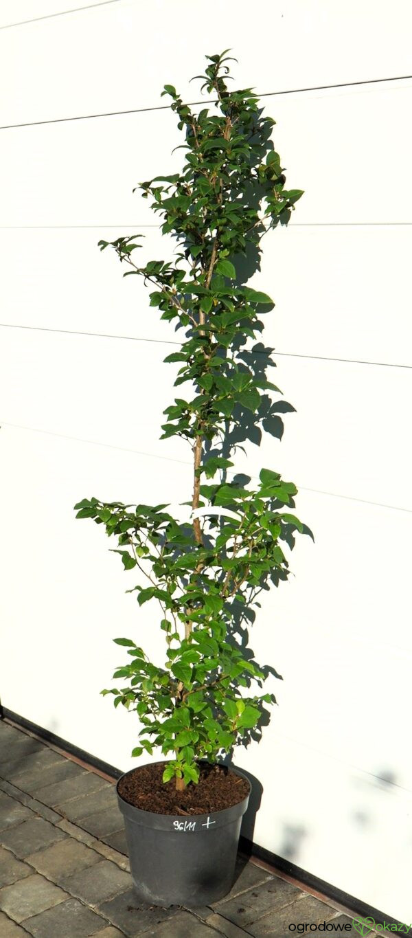 STEWARCJA KAMELIOWATA Stewartia pseudocamellia