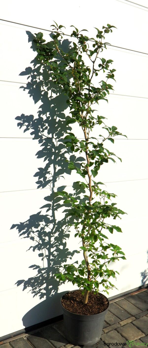 STEWARCJA KAMELIOWATA Stewartia pseudocamellia