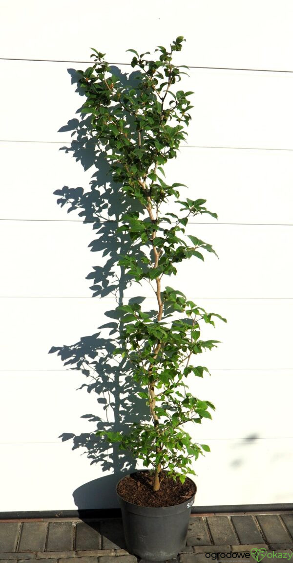 STEWARCJA KAMELIOWATA Stewartia pseudocamellia