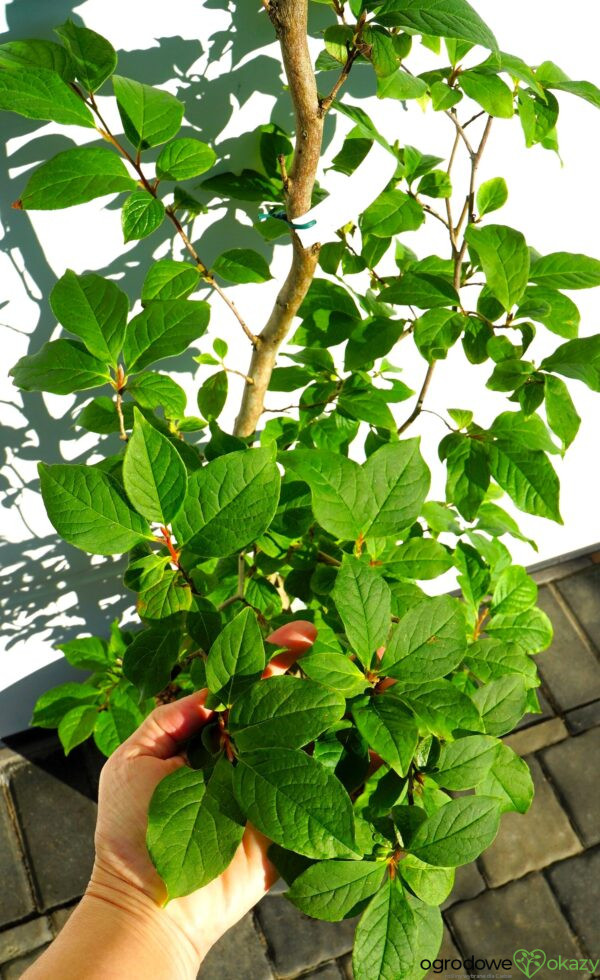 STEWARCJA KAMELIOWATA Stewartia pseudocamellia