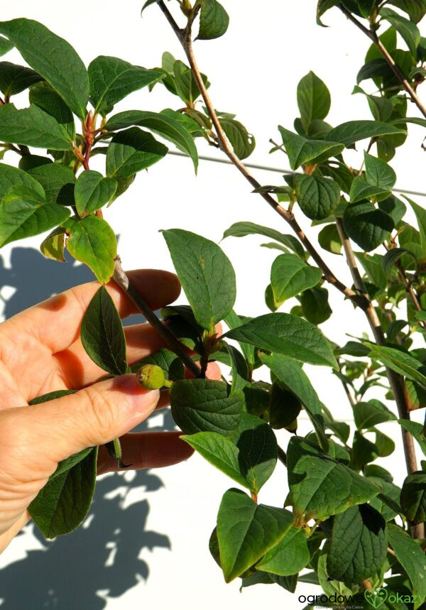 STEWARCJA KAMELIOWATA Stewartia pseudocamellia