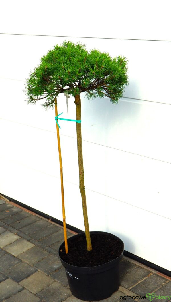 SOSNA GÓRSKA BUTTERNUT Pinus mugo 'Butternut'
