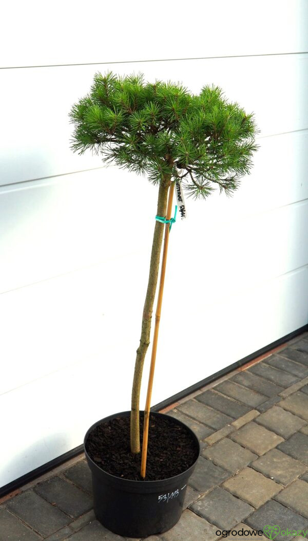 SOSNA GÓRSKA BUTTERNUT Pinus mugo 'Butternut'