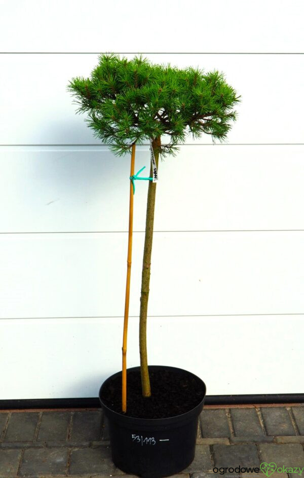 SOSNA GÓRSKA BUTTERNUT Pinus mugo 'Butternut'