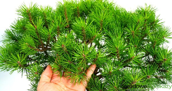 SOSNA GÓRSKA BUTTERNUT Pinus mugo 'Butternut'