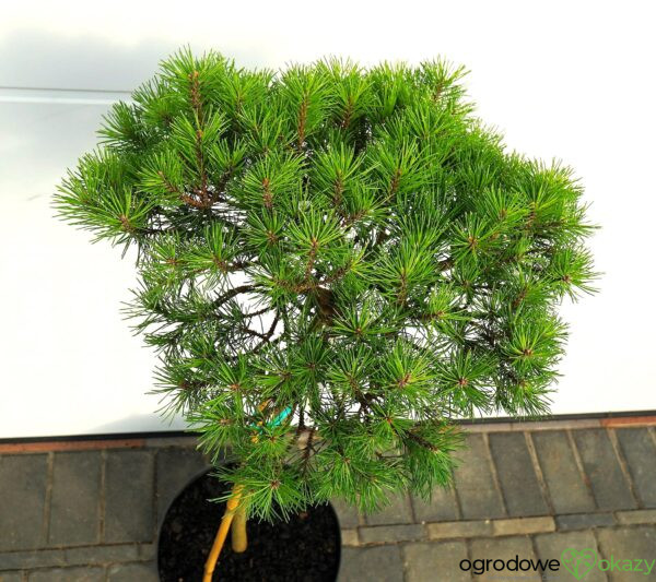 SOSNA GÓRSKA BUTTERNUT Pinus mugo 'Butternut'