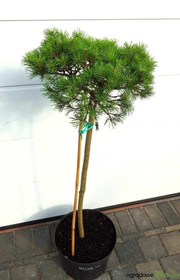 SOSNA GÓRSKA BUTTERNUT Pinus mugo 'Butternut'