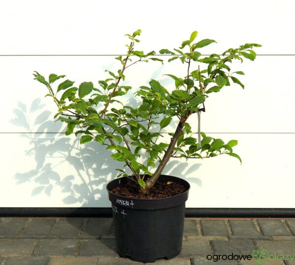 OŚNIEŻA KAROLIŃSKA VARIEGATA Halesia carolina 'Variegata'