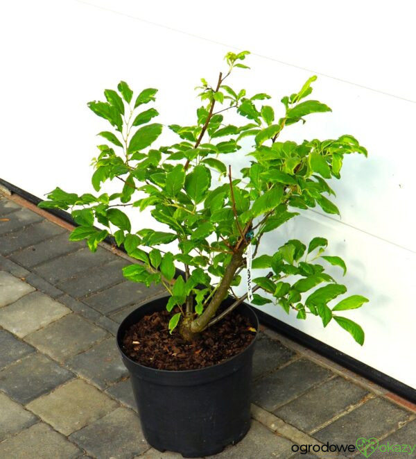 OŚNIEŻA KAROLIŃSKA VARIEGATA Halesia carolina 'Variegata'