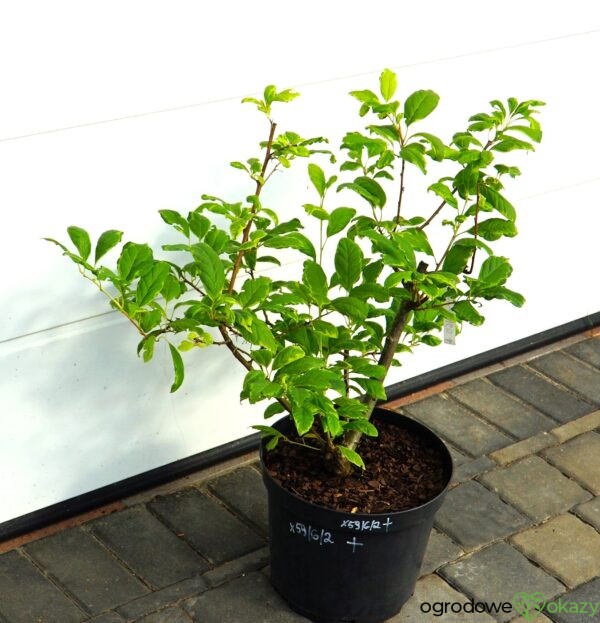OŚNIEŻA KAROLIŃSKA VARIEGATA Halesia carolina 'Variegata'