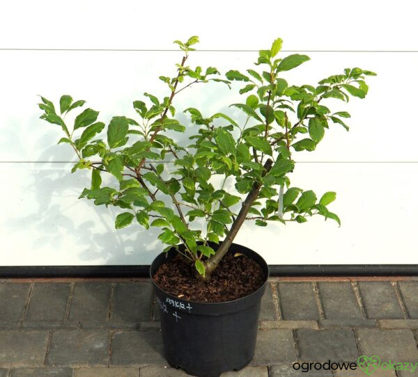 OŚNIEŻA KAROLIŃSKA VARIEGATA Halesia carolina 'Variegata'