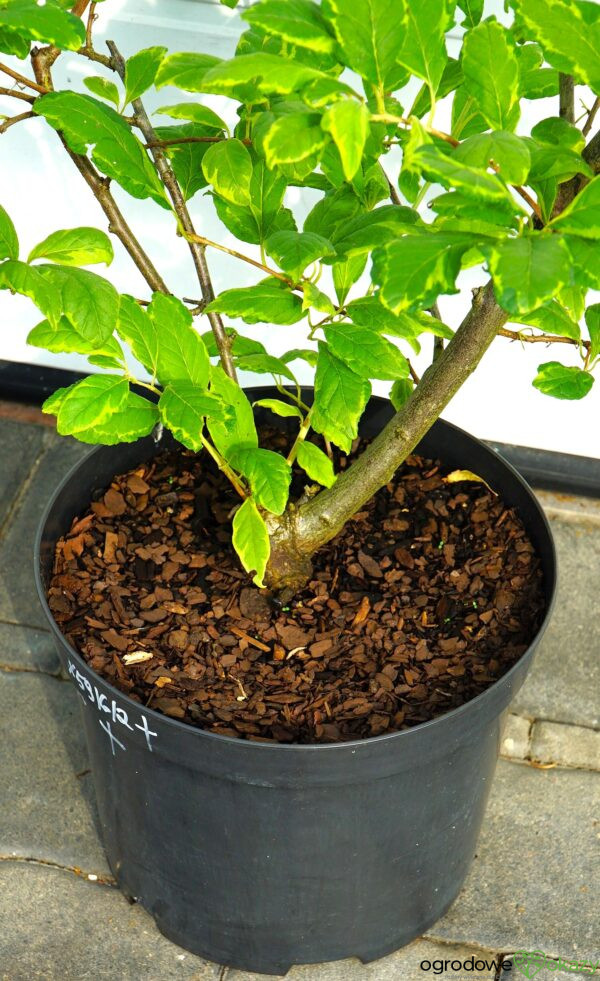 OŚNIEŻA KAROLIŃSKA VARIEGATA Halesia carolina 'Variegata'