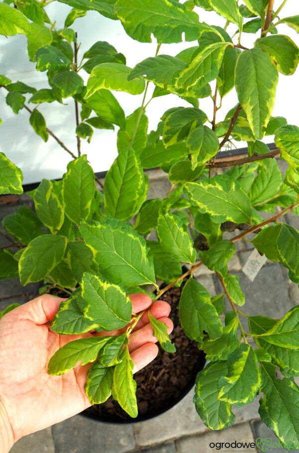 OŚNIEŻA KAROLIŃSKA VARIEGATA Halesia carolina 'Variegata'