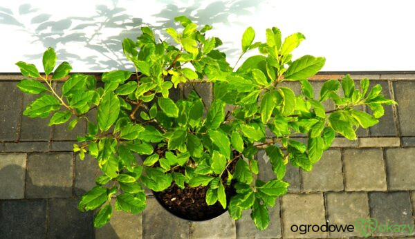 OŚNIEŻA KAROLIŃSKA VARIEGATA Halesia carolina 'Variegata'