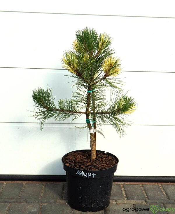 SOSNA CZARNA HELEN Pinus nigra 'Helen'