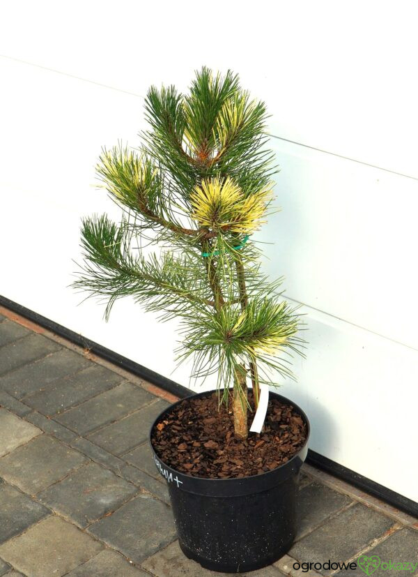 SOSNA CZARNA HELEN Pinus nigra 'Helen'