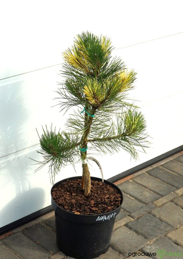 SOSNA CZARNA HELEN Pinus nigra 'Helen'