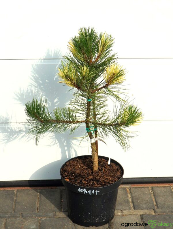 SOSNA CZARNA HELEN Pinus nigra 'Helen'