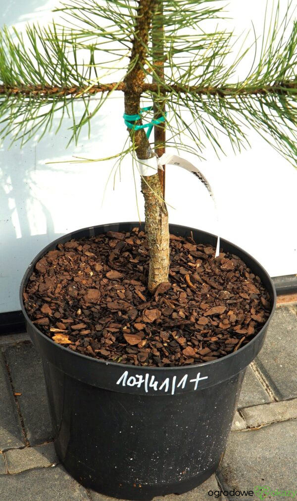 SOSNA CZARNA HELEN Pinus nigra 'Helen'