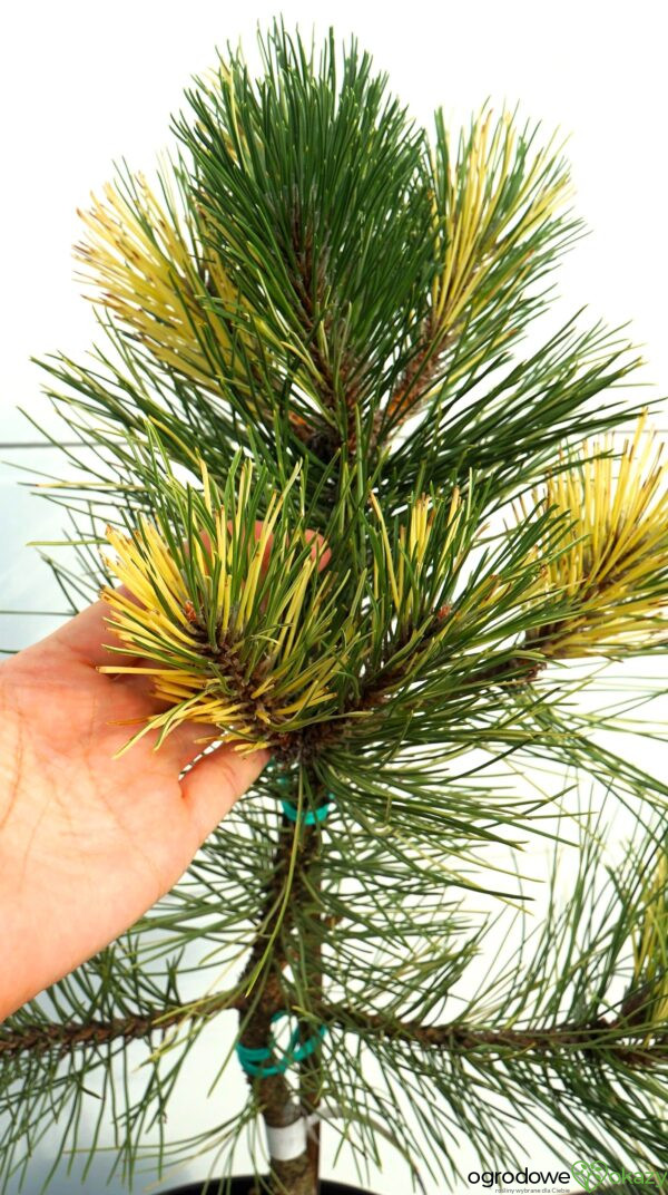 SOSNA CZARNA HELEN Pinus nigra 'Helen'