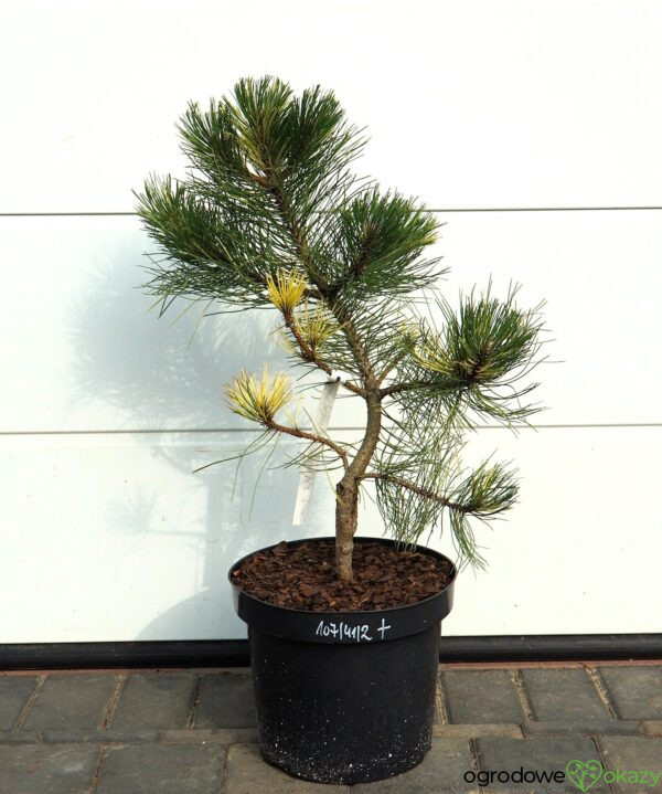 SOSNA CZARNA HELEN Pinus nigra 'Helen'