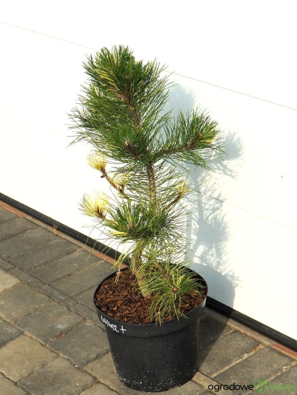 SOSNA CZARNA HELEN Pinus nigra 'Helen'