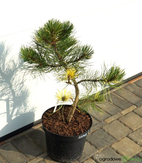 SOSNA CZARNA HELEN Pinus nigra 'Helen'