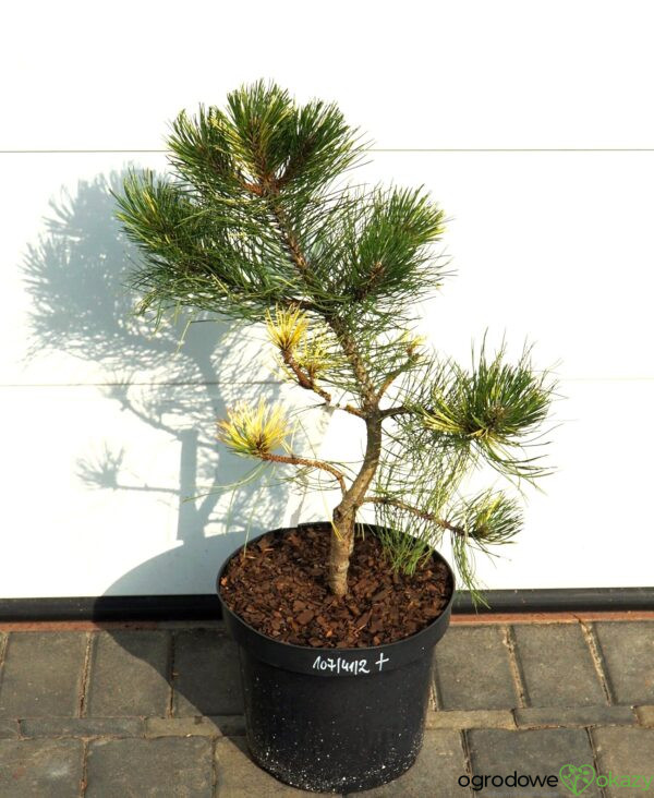 SOSNA CZARNA HELEN Pinus nigra 'Helen'