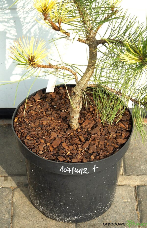 SOSNA CZARNA HELEN Pinus nigra 'Helen'