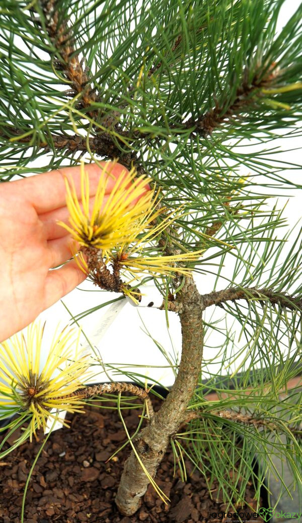 SOSNA CZARNA HELEN Pinus nigra 'Helen'