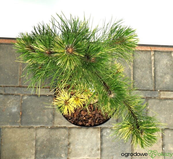 SOSNA CZARNA HELEN Pinus nigra 'Helen'