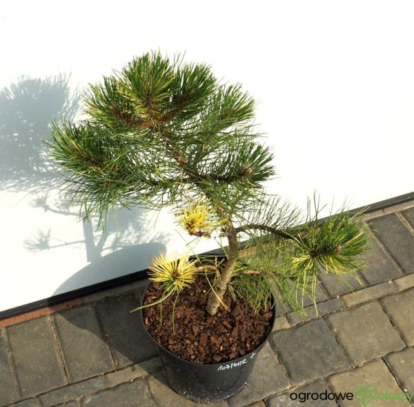 SOSNA CZARNA HELEN Pinus nigra 'Helen'