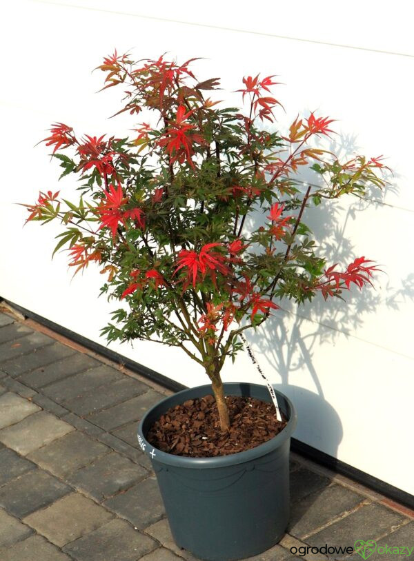 KLON PALMOWY SHAINA Acer palmatum 'Shaina'