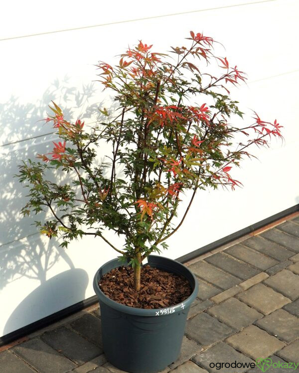 KLON PALMOWY SHAINA Acer palmatum 'Shaina'
