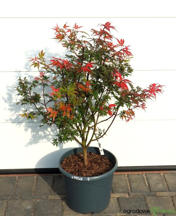 KLON PALMOWY SHAINA Acer palmatum 'Shaina'