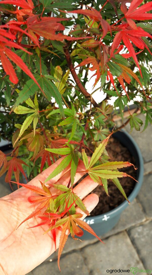KLON PALMOWY SHAINA Acer palmatum 'Shaina'