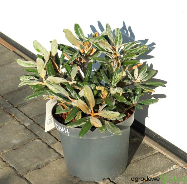 RÓŻANECZNIK EDELWEISS Rhododendron 'Edelweiss'
