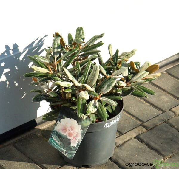 RÓŻANECZNIK EDELWEISS Rhododendron 'Edelweiss'