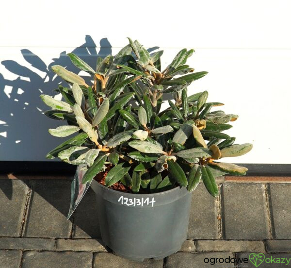 RÓŻANECZNIK EDELWEISS Rhododendron 'Edelweiss'