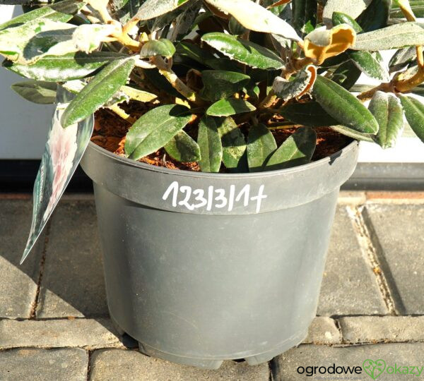RÓŻANECZNIK EDELWEISS Rhododendron 'Edelweiss'