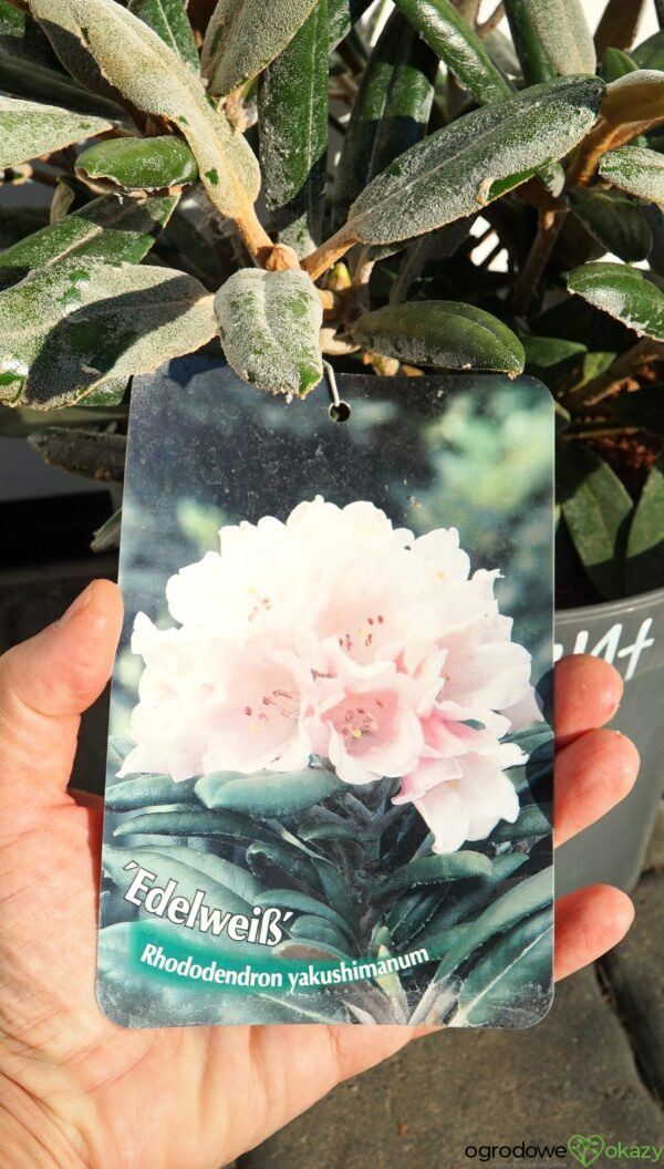 RÓŻANECZNIK EDELWEISS Rhododendron 'Edelweiss'