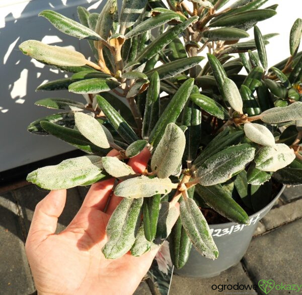 RÓŻANECZNIK EDELWEISS Rhododendron 'Edelweiss'