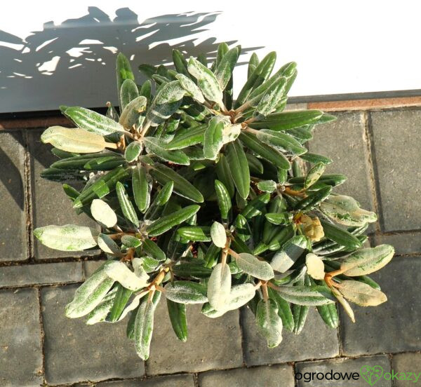 RÓŻANECZNIK EDELWEISS Rhododendron 'Edelweiss'