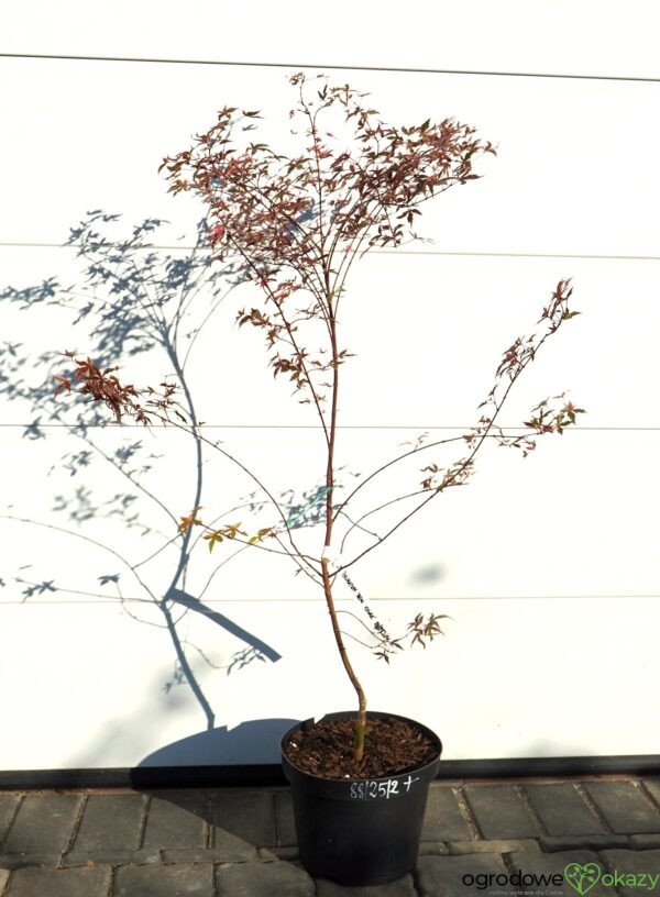 KLON PALMOWY BENI KOSODE Acer palmatum ''Beni Kosode'